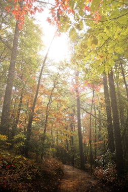 Sonbahar ormanlarında parlayan güneş ışınları, Pisgah Ulusal Parkı, Batı Kuzey Carolina