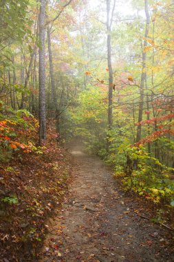Sonbahar ormanlarında parlayan güneş ışınları, Pisgah Ulusal Parkı, Batı Kuzey Carolina