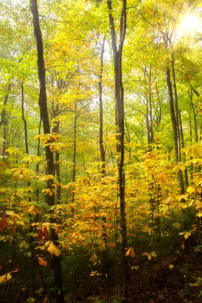 Cores Outono Profundamente Floresta Gorge National Park Carolina Norte Ocidental Fotos De Bancos De Imagens