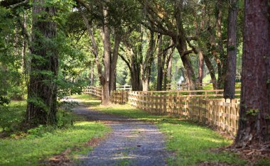 Yaya geçidi Tallahassee, Florida 'daki büyük meşe ağaçları ve ahşap çitler.