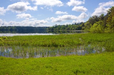 Tallahassee, Florida 'daki MaClay Gardens Ulusal Parkı' nda büyük bir göl.