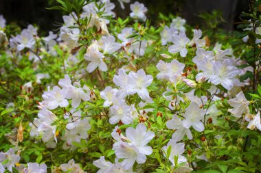 Koyu yeşil yapraklı, taze açan Beyaz Azalea Bush.