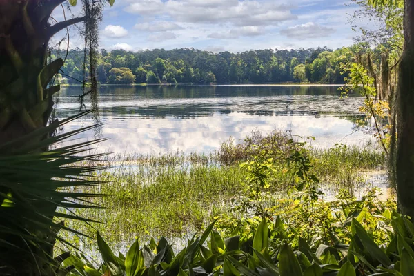Большое Озеро Национальном Парке Maclay Gardens Таллахасси Флорида Лицензионные Стоковые Изображения