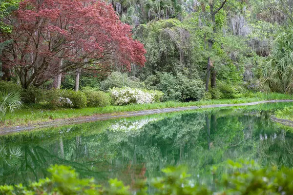 フロリダ州タラハシーにあるマクレイガーデンズ国立公園で美しく整備された庭園 ストック写真