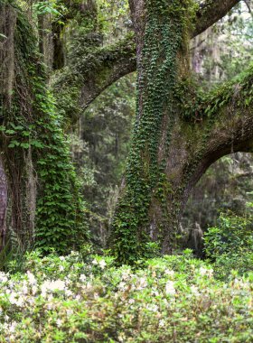 Altında beyaz açelya çalıları olan yemyeşil sarmaşıklı büyük olgun meşe ağaçları..