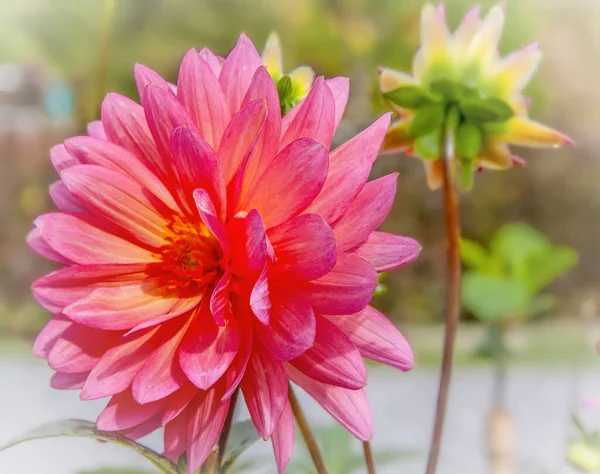 ピンクダヒアの花 小さな芽に柔らかい焦点を当てた庭の設定 ストック画像