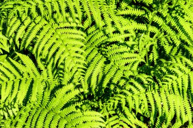 Evergreen eğreltiotu, MaClay Gardens Ulusal Parkı, Tallahassee, Florida