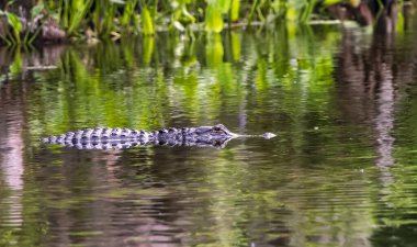 Florida Timsahı Tallahassee, Florida yakınlarındaki Wakulla Springs Eyalet Parkı 'nda yüzüyor.