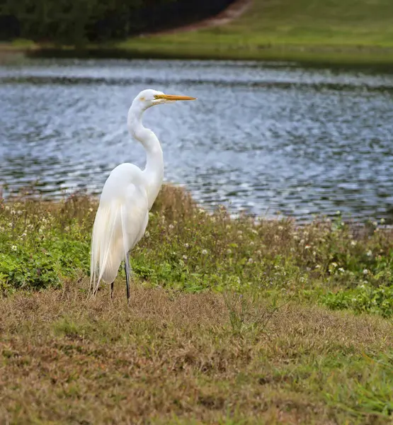 Nagy Fehér Egret Hencegő Teljes Zuhanás Oldalán Természetes Florida Habitat — Stock Fotó