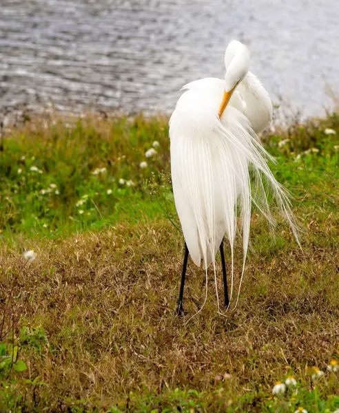 Wielki Biały Ptak Spoczywający Poboczu Drogi Wodnej Naturalnym Środowisku Florydzie Obrazek Stockowy