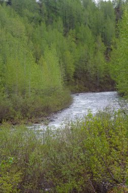 Uzak nehir, sınırlarında yeşil bitki örtüsüyle Alaska arazisinde akıyor..