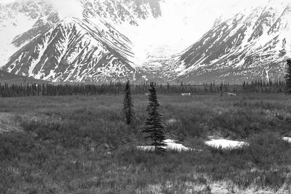 Älg Betar Fjärran Alaska Landskap Stockbild