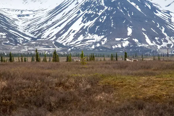 Elk Grazing Range Remote Alaskan Landscape Stock Photo