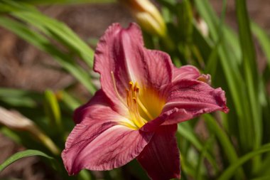 Taze gün çiçeği, çiçek bahçesinde, koyu pembe renk, yumuşak arkaplan