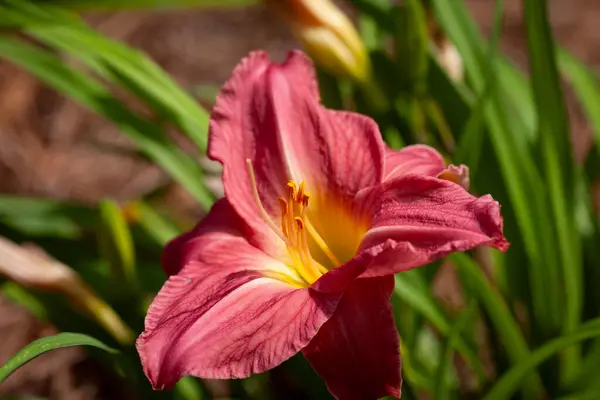 Fresh Day Lily Flower Flower Garden Dark Pink Color Soft Royalty Free Stock Photos