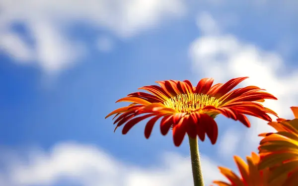 Orange Gerber Daisy Flower Facing Blue Sky Stock Photo