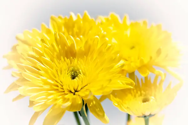 Group Yellow Chrysanthemum Flowers Fresh Blooming Soft White Background Stock Photo