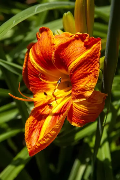 Fresh Day Lily Fleur Dans Jardin Fleurs Couleur Orange Foncé Image En Vente