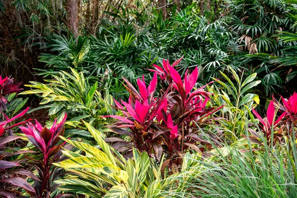 Florida Anlagd Trädgård Med Olika Tropiska Växter Royaltyfria Stockbilder
