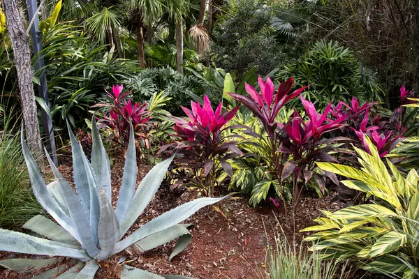 Florida Anlagd Trädgård Med Olika Tropiska Växter Royaltyfria Stockfoton