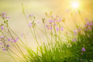 Sosyete Sarımsak Çiçek Bitkisi, yumuşak parıltılı ve güneşli renklerle.
