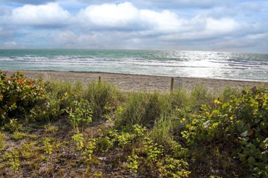 Güney Sahili ve Meksika Körfezi, Florida 'nın güneyindeki kumlu sahilde doğal bitki örtüsü.