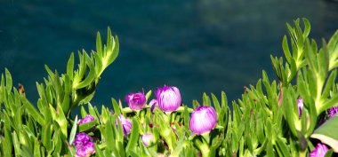 Blooming Pink Carpobrotus Acinaciformis Flowers, with soft blue background, Italy Mediterranean Sea clipart