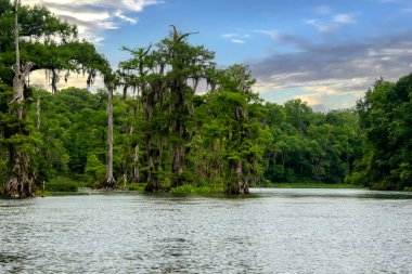 Wakulla Springs State Park, the largest and deepest freshwater springs near Tallahassee, Florida clipart