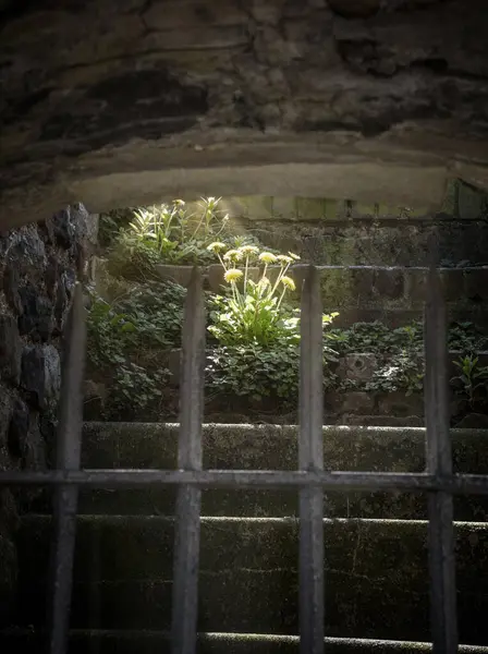 Çiçekli karahindiba bitkisi bir şatonun basamakları ve taşları arasında büyüyor..