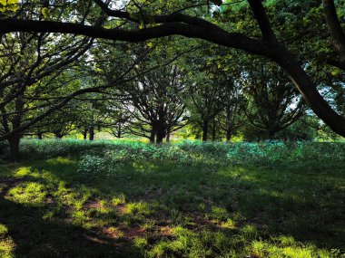 Vekiller Park, Londra, İngiltere Ormanı ve Yeşillik