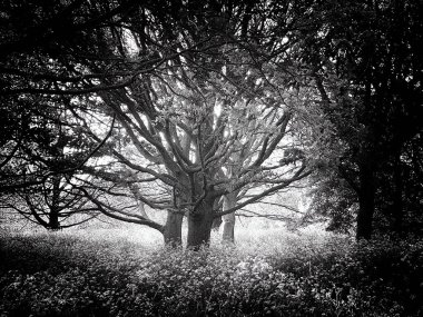 Regents Park, Londra, İngiltere 'de ağaçların ve çiçeklerin siyah ve beyaz versiyonu