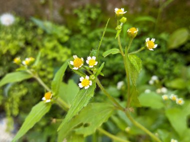 Evin etrafını saran çiçekler, kır çiçekleriyle bezenmiş bir ev bahçesi oluşturuyor..