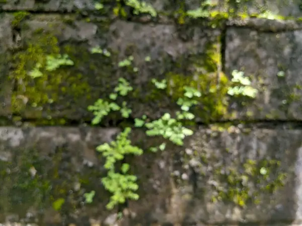 A garden wall covered in moss, an blurry image