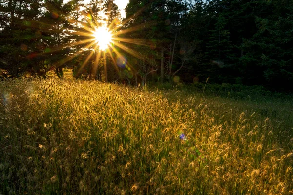 Zon Verlichting Van Het Prachtige Gras Bij Helliwell Provincial Park — Stockfoto