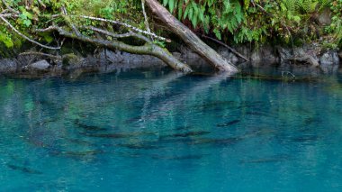 Vancouver Adası, British Columbia, Kanada 'da bir nehir havuzunda somon yumurtlaması..