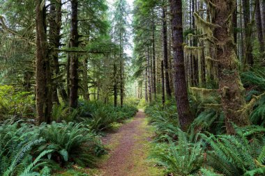 Vancouver Adası 'nın batı kıyısındaki yağmur ormanlarının yolu, British Columbia, Kanada.