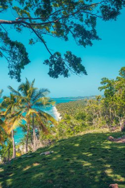 Dağda palmiye ağaçlarıyla Karayip manzarası