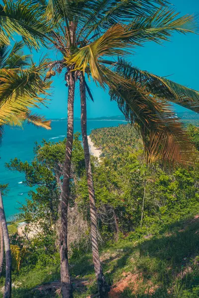 Caribbean view in the mountain with palms trees