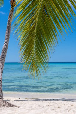 Karayip denizinde hindistan cevizi palmiyeli tropik plaj