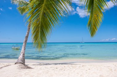 Denizi ve palmiyesi olan güzel sahil.