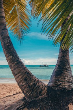 Palmiye ağaçları ve denizi olan tropik bir sahil..