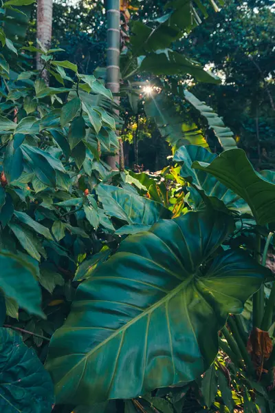 Bahçedeki bir ağacın yeşil yaprakları
