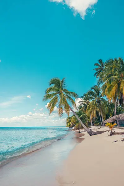 Karayipler 'deki cennet plajı Dominik Cumhuriyeti' ndeki tropikal dünyada ahşap evle