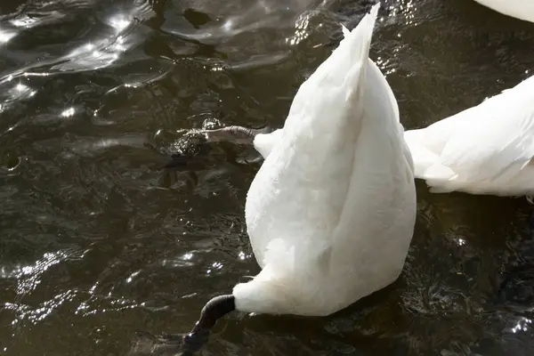 白鳥が湖の上を泳いでいる — ストック写真