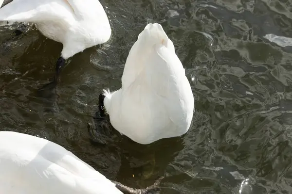川の上を泳いでいる白鳥の姿を間近に見ることができます — ストック写真