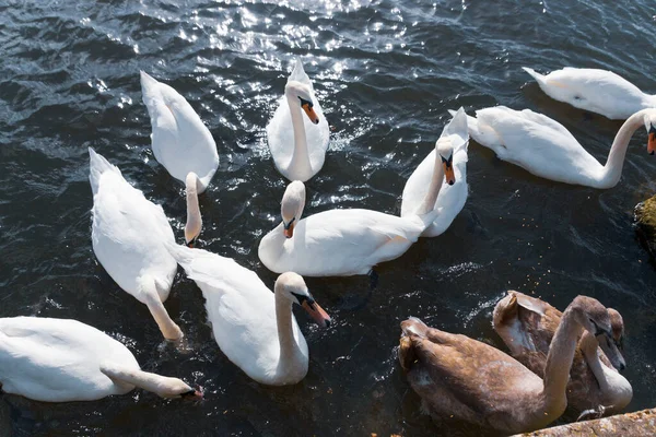 湖の側に給餌する白鳥のグループのクローズアップビュー — ストック写真