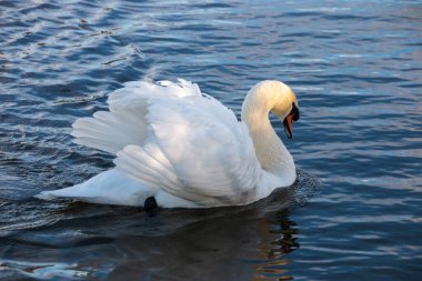 Gölde yüzen yetişkin bir kuğu. 