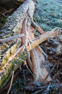 Karla kaplanmış devrilmiş bir ağacın yakın görüntüsü.. 