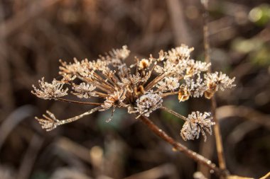 Donmuş ölü bir çiçeğin yakından görüntüsü 