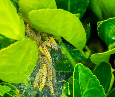 Ağaç güvesinin tırtıl yuvası, istila edilmiş buxus, veba kutusu.